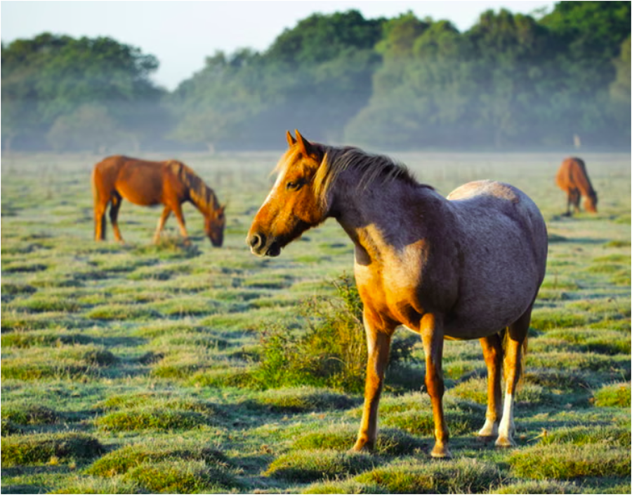 Fundi i nj&euml; tradite shekullore? Italia mund t'i thot&euml;