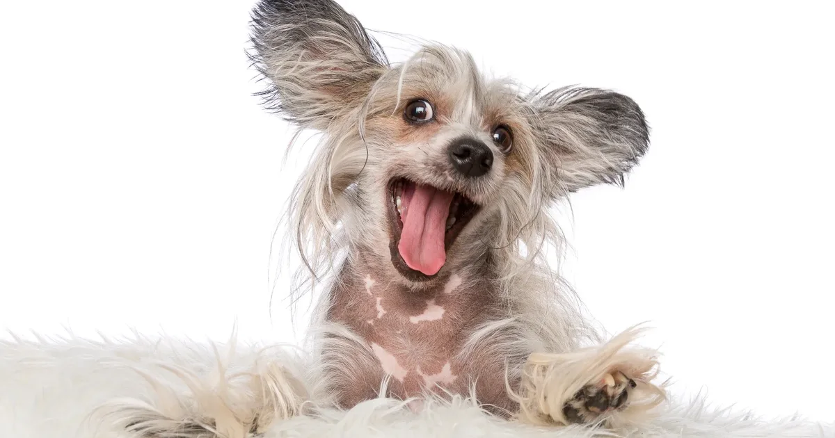 Pse duket sikur qeni na kupton gjithçka  Shkenca ka disa përgjigje surprizuese