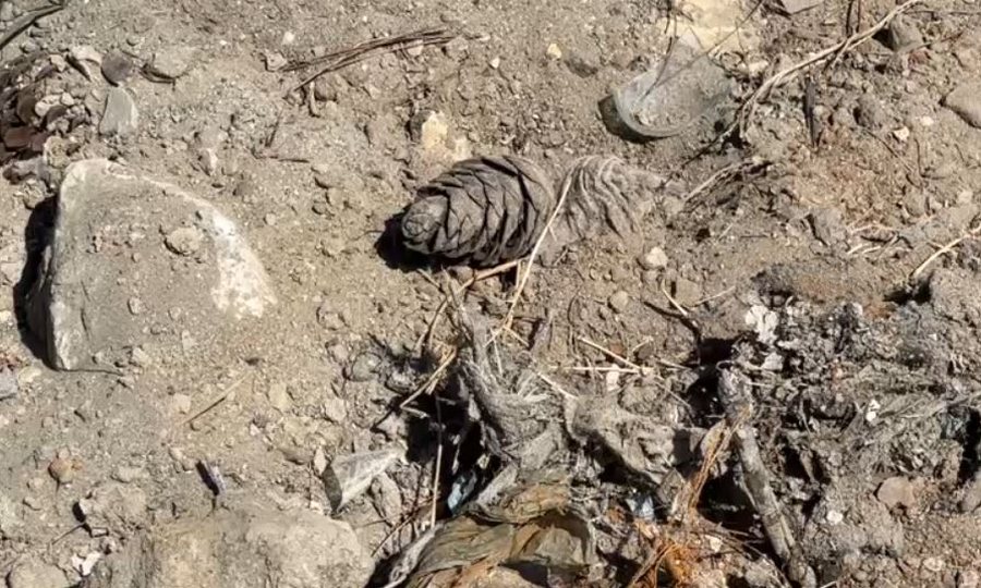 VIDEO/ Gjenden granata dore dhe arm&euml; e municione n&euml; pyllin e