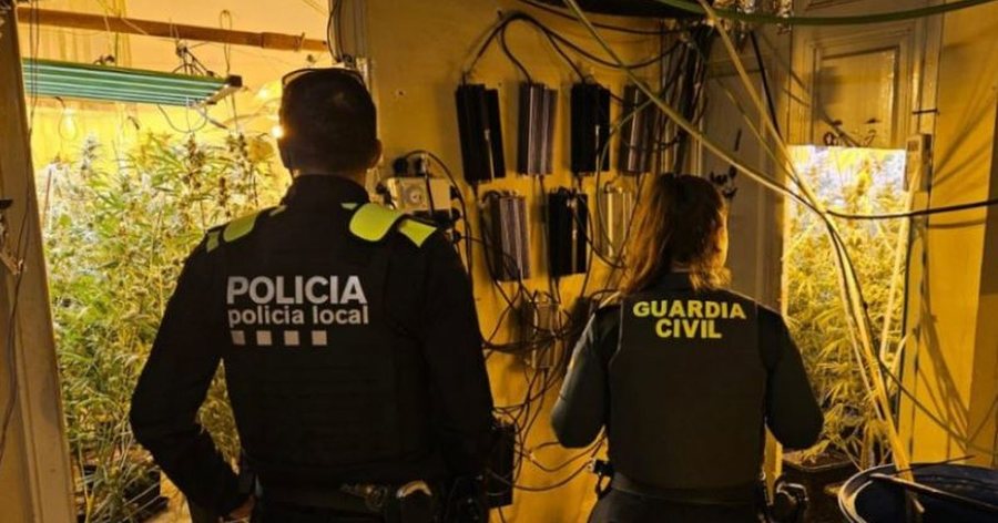 Shkatërrohet plantacioni i kanabisit, prangoset i riu shqiptar në