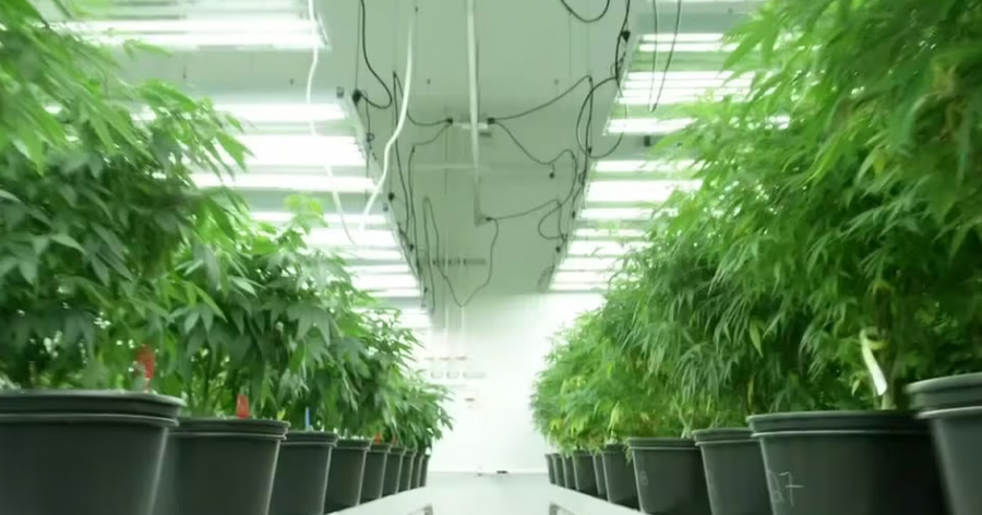 Mafia shqiptare mbush Gjermanin&euml; me kanabis/ Media gjermane: Zbulohet