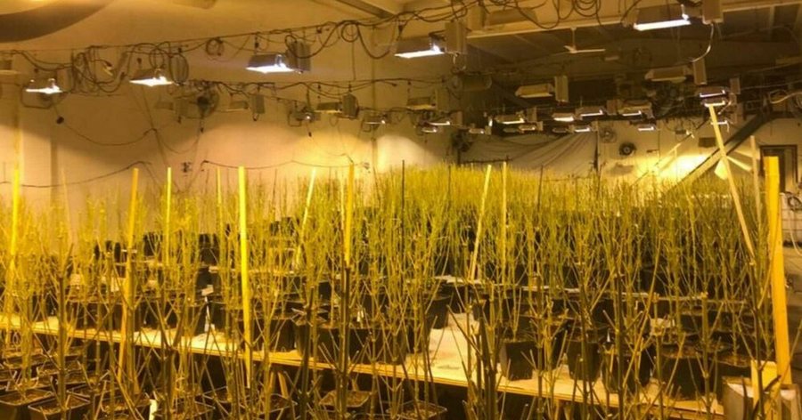 Kultivuan marijuanë në një depo të boshatisur në mes