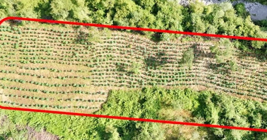 Mbi 12 mijë bimë kanabisi asgjësohen në Shkodër,
