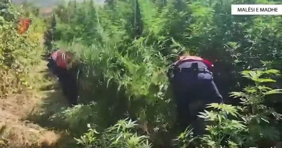 Kultivuan rreth 13 mijë bimë kanabisi në disa fshatra/ Arrestohen