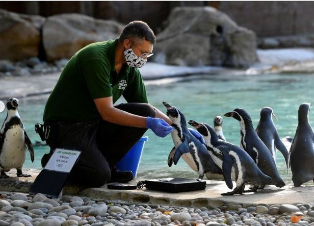 Kopshti Zoologjik i Londrës peshon kafshët para kamerave