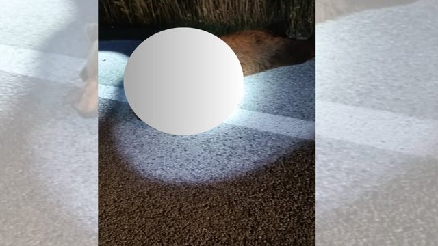 Autoritete mjedisore greke në alarm, tre arinj gjenden të vrarë