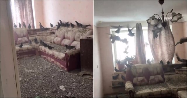 Harroi dritaren hapur për tre vite, kur u kthye gjeti apartamentin të