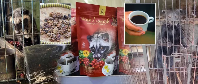 Kafeja m&euml; e shtrenjt&euml; n&euml; bot&euml; nga jasht&euml;qitja e