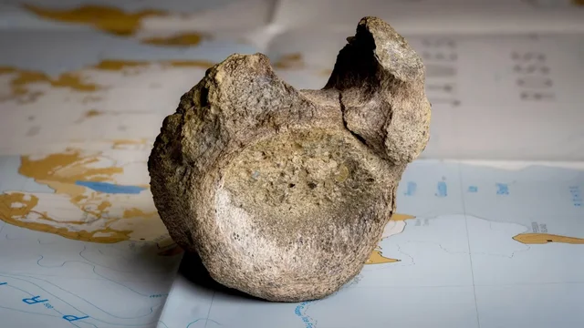 Kocka e par&euml; e dinosaurit nga Antarktida gjendet n&euml; nj&euml; sirtar