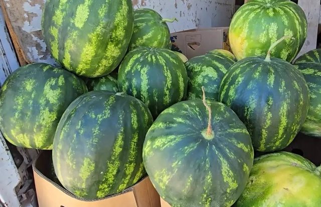 Fermerët e Kallmit ngrenë alarmin: Bostani po na sjell vetëm