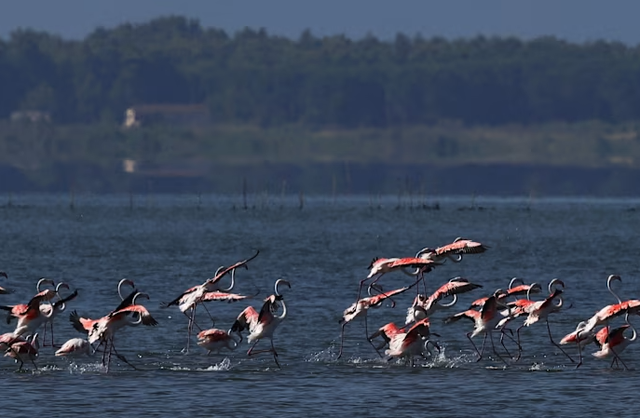 Financial Times: Flamingot e Shqipërisë takohen me buldozerët e
