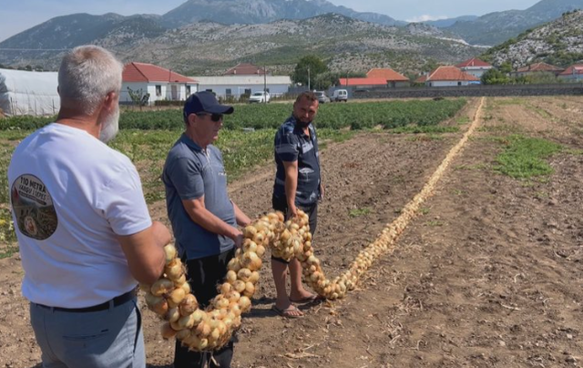 Fermeri promovon zonën, 110 metra vargu më i gjatë me qepë