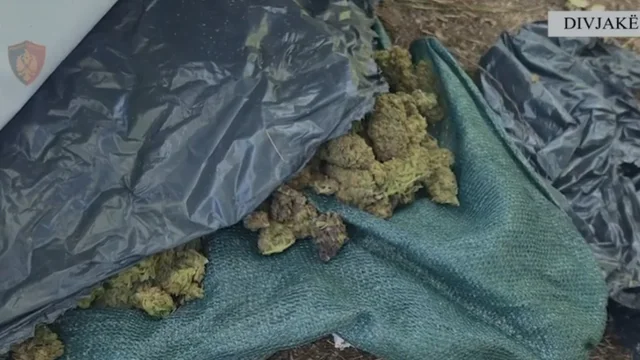 Droga në Divjakë, hetim zinxhirit komandues të komisariatit