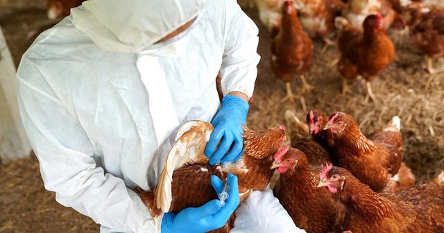 Australia n&euml; alarm, konfirmohet rasti i par&euml; i gripit t&euml;