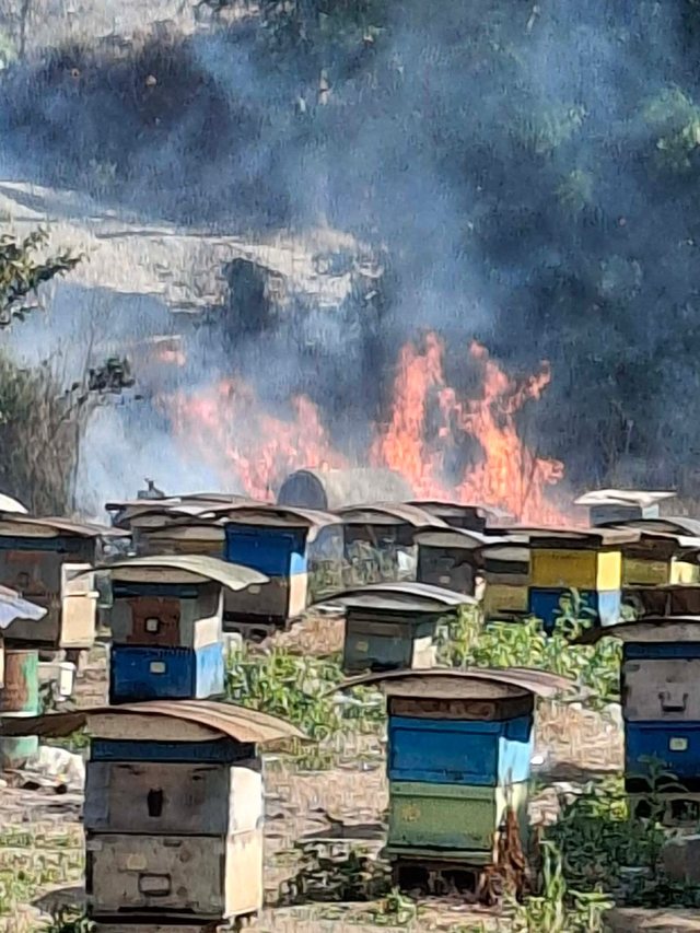 Zjarr në Gjirokastër, flakët rrezikojnë parkun e