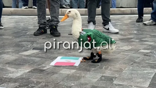 VIDEO/ Njihuni me Merlin, &ldquo;supertifozin&rdquo; e Meksik&euml;s n&euml;