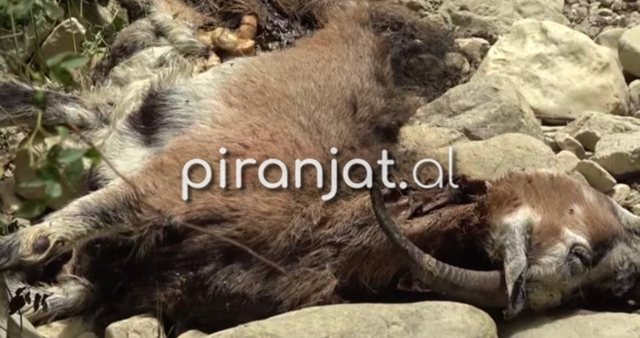FOTO/ Dhjet&euml;ra krer&euml; bag&euml;ti t&euml; ngordhura hidhen n&euml;