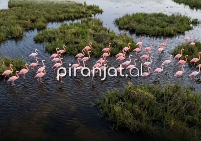 Pas 100 vitesh mungesë/ Flamingot rikthehen në Florida dhe bëhen
