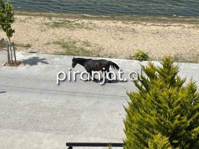 VIDEO/ "Kali i braktisur rrezikon jetën e fëmijëve dhe