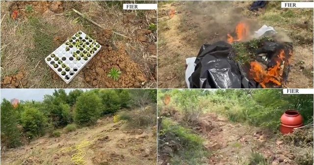 EMRI/Asgjësohen 1000 fidanë kanabis në Libofshë, arrestohet