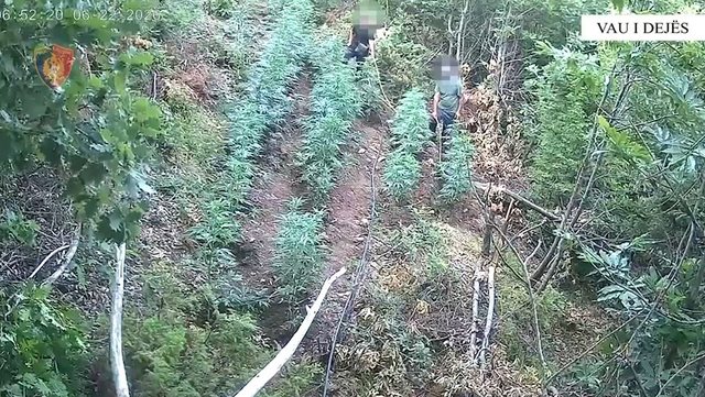 Zbulohet parcela me kanabis në Vaun e Dejës, arrestohen motër e