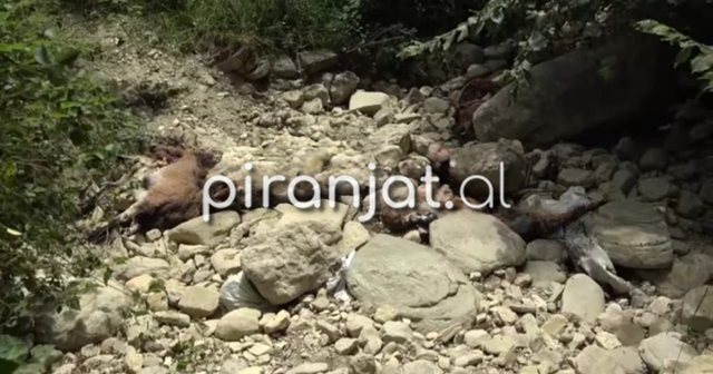 FOTO/ Dhjet&euml;ra krer&euml; bag&euml;ti t&euml; ngordhura hidhen n&euml;