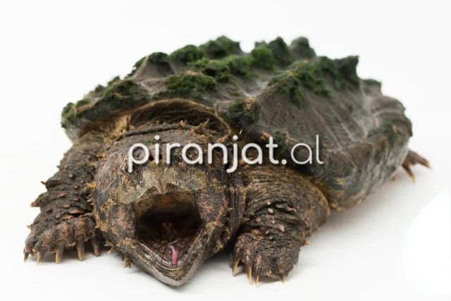 Alarm p&euml;r vizitor&euml;t/ Zbulohet breshka grabitqare me kafshim t&euml;