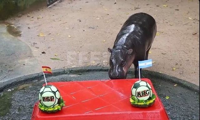 Argjentina apo Spanja? Mu Deng, hipopotami xhuxh, “parashikon”
