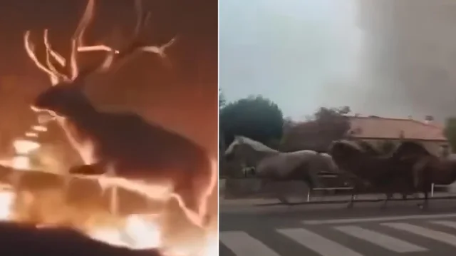 VIDEO/ Pamje rr&euml;qeth&euml;se nga zjarret n&euml; Spanj&euml; dhe