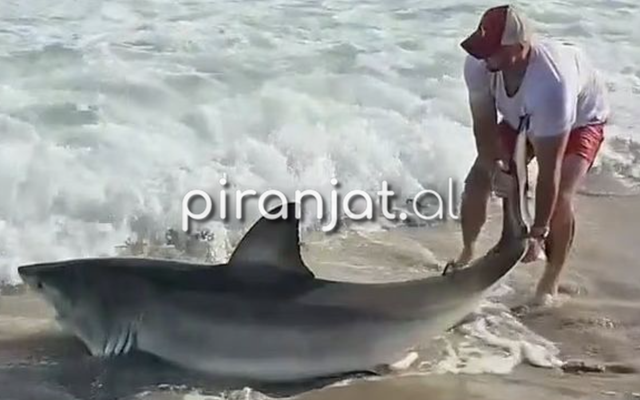 VIDEO/ Peshkatari kap aksidentalisht një peshkaqen të madh të