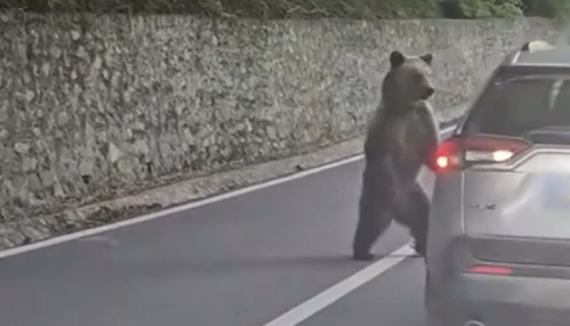 Ushqeu arush&euml;n nga dritarja e makin&euml;s, turisti sulmohet