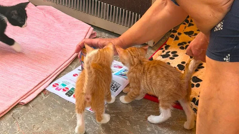 Braktisi 9 kotele n&euml; nj&euml; ar&euml;, gjobitet me 270,000 euro.