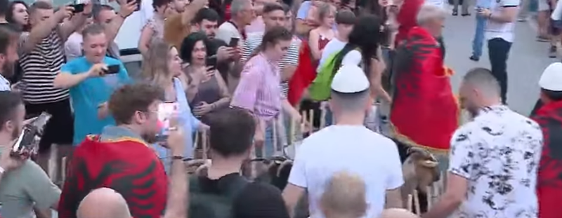 FOTOLAJM/ Jo vet&euml;m flamingo! N&euml; protest&euml;n posht&euml; zyr&euml;s