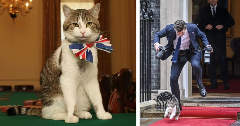 Macja Larry n&euml; Britanin&euml; e Madhe q&euml; ka p&euml;rcjell&euml;