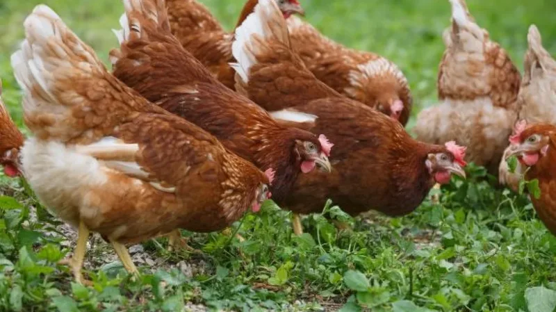 I nxehti ekstrem vret mij&euml;ra shpend&euml; n&euml; Franc&euml;