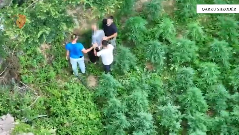 Parcel&euml; me kanabis n&euml; Shkod&euml;r, arrestohen dy persona, procedohet