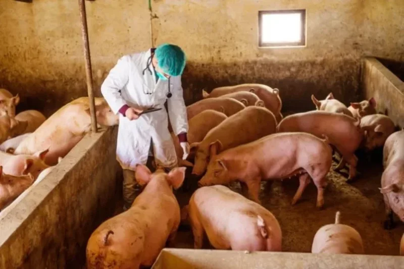 Konfirmohet murtaja afrikane e derrave n&euml; Serbi, do t&euml; asgj&euml;sohen