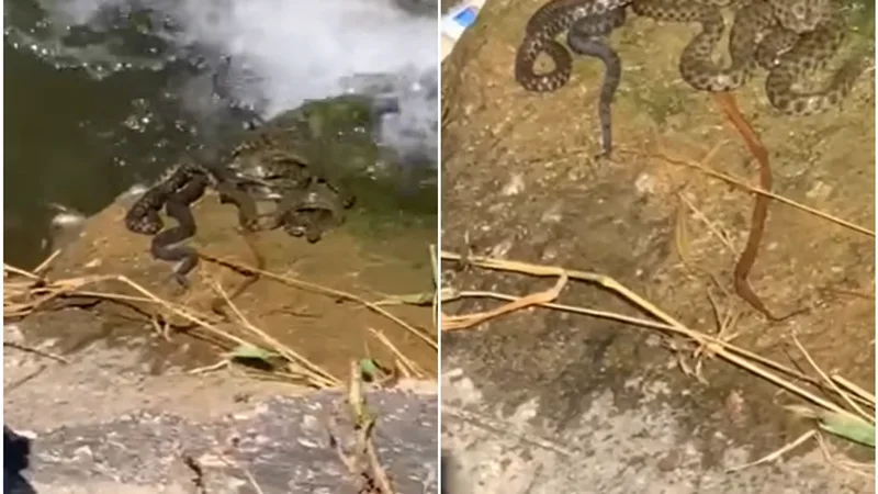 VIDEO/ Lumi nga Kosova i mbushur me gjarp&euml;rinj