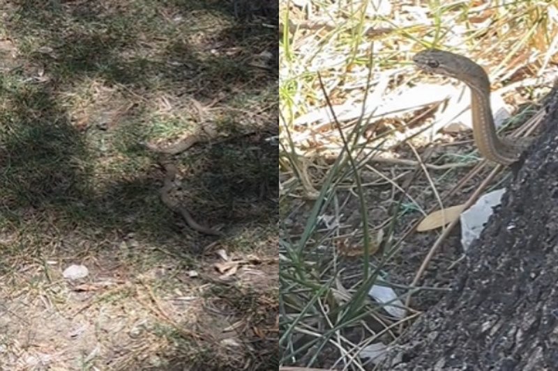 Alarm te Liqeni Artificial! Gjarp&euml;rinj helmues pran&euml; k&euml;ndit