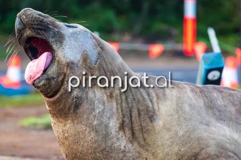 Foka gjigante q&euml; po &lsquo;pushton&rsquo; qytetet dhe po &ccedil;mend