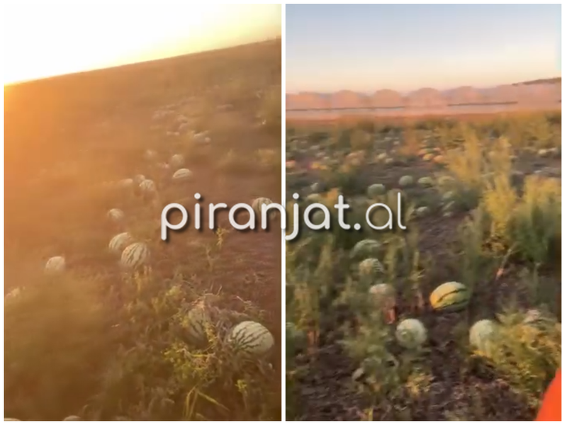 Hektar&euml; t&euml; t&euml;r&euml; me shalqinj pa shitur, fermeri nga Divjaka