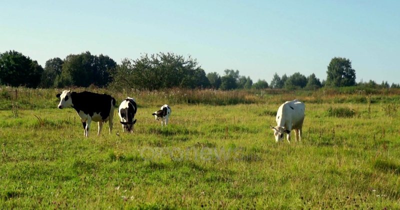 Bie numri i bag&euml;tive dhe prodhimi blegtoral. R&euml;nie dhe prodhimi
