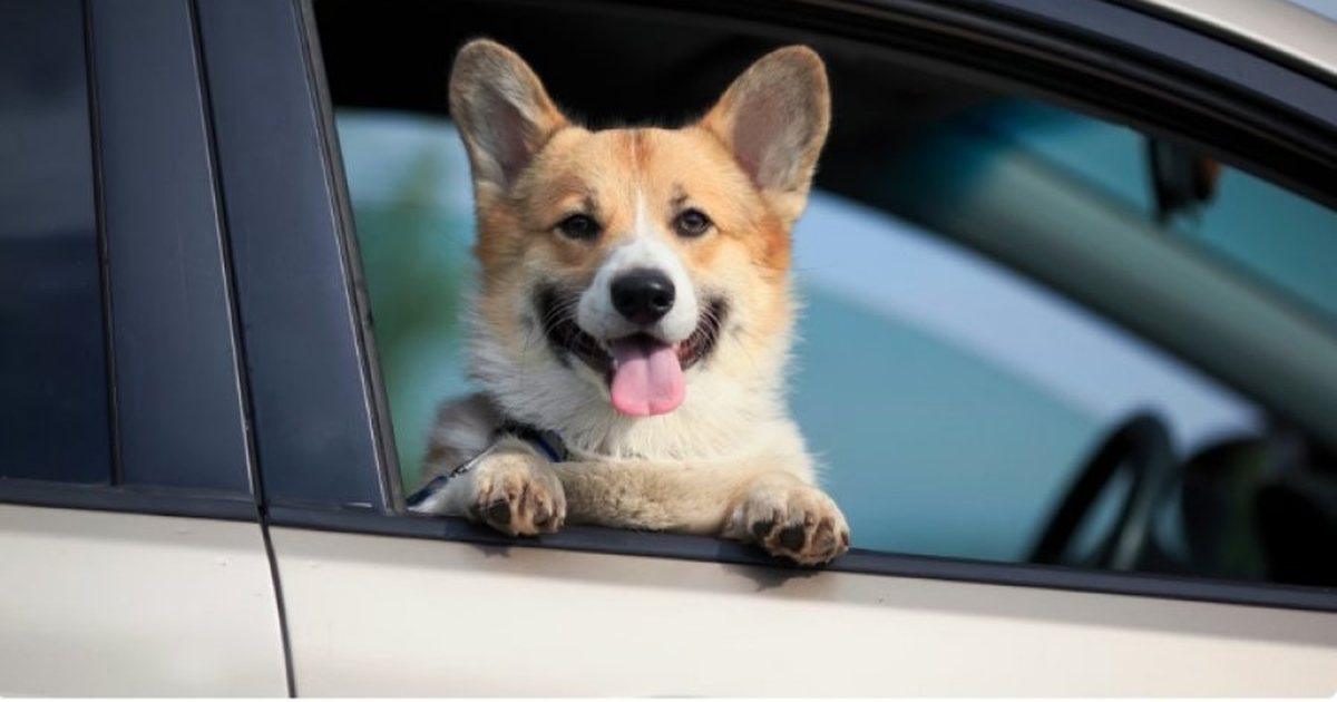 si-te-parandaloni-te-perzierat-nga-levizja-tek-qente-gjate-drejtimit-te-makines