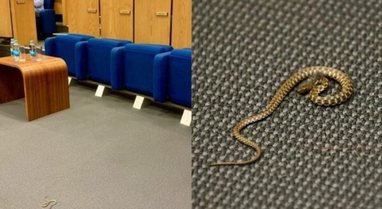 Gjarpri futet në Parlament, deputetët ia mbathin nga salla