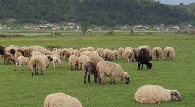 Konfirmohet vatra e parë me murtajën e bagëtive të imta
