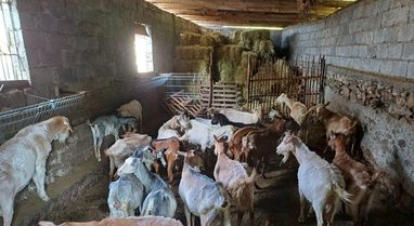 Vatër e re e murtajës së bagëtive në Zallbastar,
