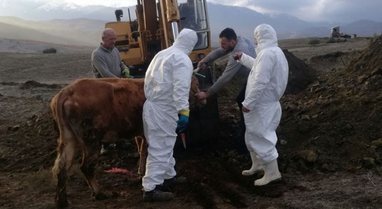Pas murtajës një tjetër sëmundje shfaqet te