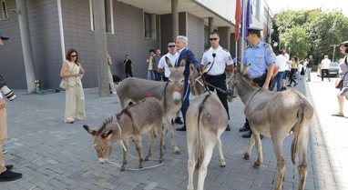 “Po i kërkoj falje gomarëve që kanë ardh nga