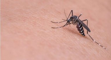 Sëmundjet që përhapen nga mushkonjat janë një problem