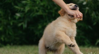 'Human bites are more dangerous than dog bites,' epidemiologists talk